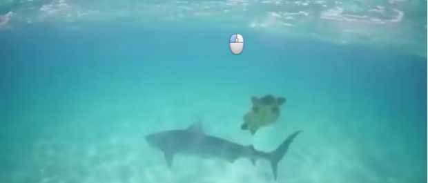 Тошбақанинг катта акула билан жанги... (видео)
