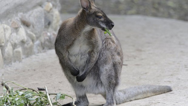 Австралияда кенгуру овчидан "ўч олди" (фото)