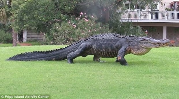 Floridada ulkan alligator golfchilarni hayratga soldi (video)