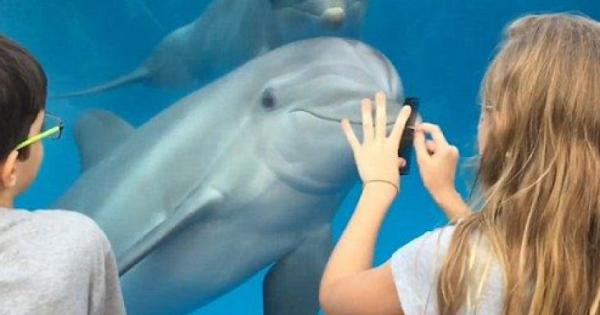 Delfinlarni jalb etishning g‘aroyib usuli (video)