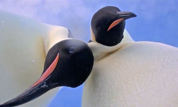 Антарктидада пингвинлар камера топиб олди ва селфи-видеога тушди (видео)