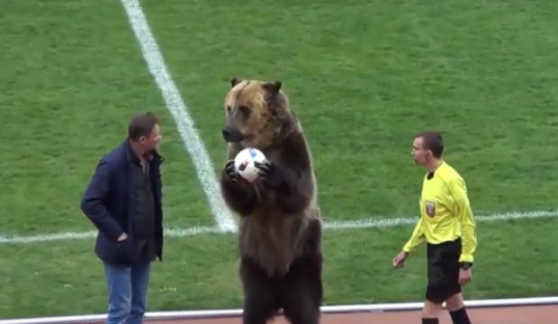 Rossiyada futbol uchrashuvini ayiq ochib berdi (video)