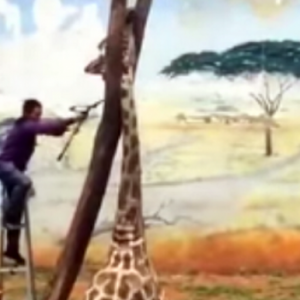 Ҳайвонот боғидаги жирафа бемаъни тасодиф сабабли нобуд бўлди (видео)