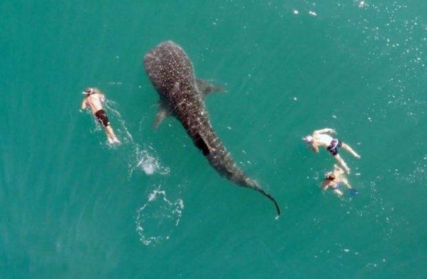 Сайёҳларнинг дунёдаги энг катта акула билан бирга сузиши видеога олинди