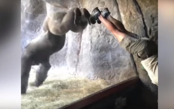 АҚШдаги ҳайвонот боғида горилла йогани ўзлаштирди (видео)