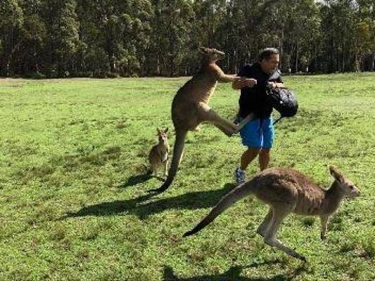 Австралияда кенгурулар сайёҳларга ҳужум қилишмоқда
