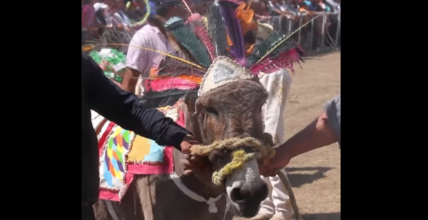 Мексикада эшаклар фестивали бўлиб ўтди (видео)