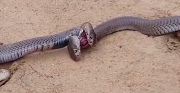 Икки кобра қаттиқ олишувга киришди (видео)