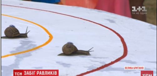 Buyuk Britaniyada shilliqqurtlar o‘rtasida poyga o‘tkazildi (video)
