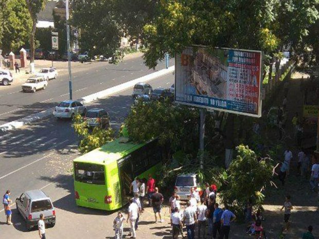 Toshkentda yo‘lovchi avtobusi daraxtga urildi, jarohatlanganlar bor (foto)