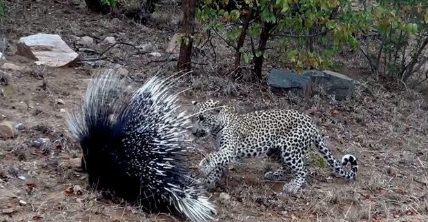 Leopard va jayraning olishuvi (video)