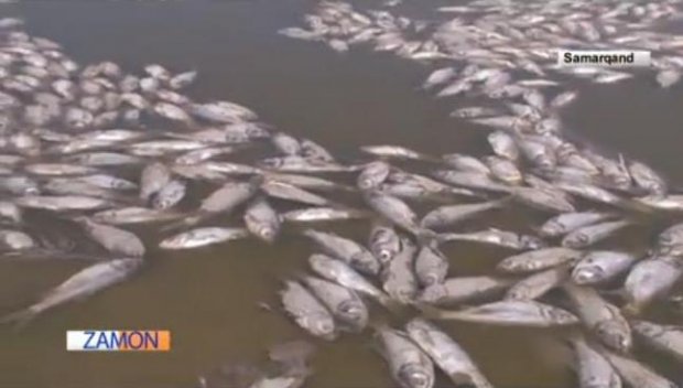 Самарқанддаги сув омборида 300 тонна балиқ нобуд бўлди (видео)