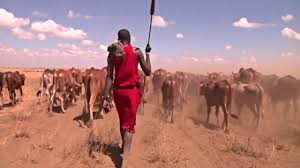 Keniyada chorvador fermerlar suvloqlarni mobil ilova orqali topishmoqda (video)