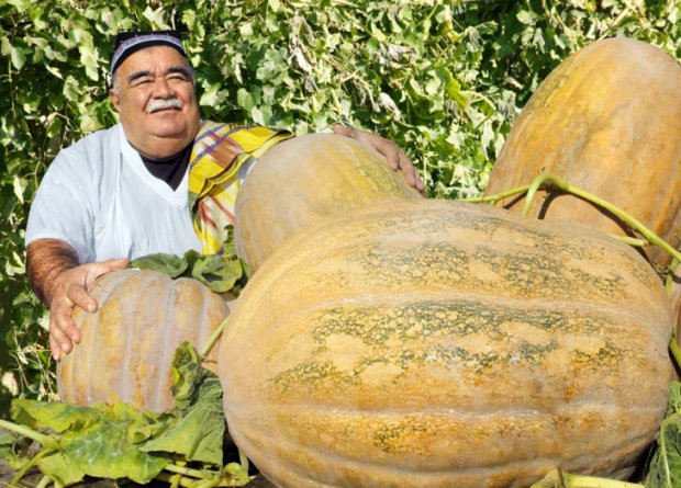 Yangiyo‘llik fermer og‘irligi 40-45 kg bo‘lgan qovoqlar yetishtirmoqda