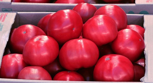 Rossiya kompaniyasi O‘zbekistonda pomidor yetishtirib Yaponiyaga sotmoqchi