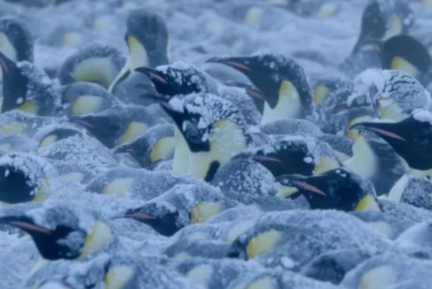BBC jurnalistlari Antarktidada halok bo‘layotgan pingvin bolalarini qutqardi (video)