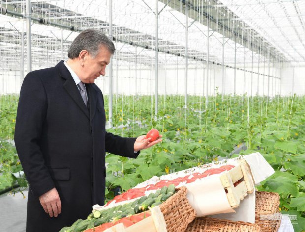 Президент гидропоника усулидаги иссиқхонани кўздан кечирди (фото)