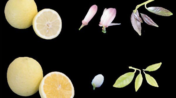 Генетиклар лимон қандай қилиб нордон бўлиб қолишини тушунтирди