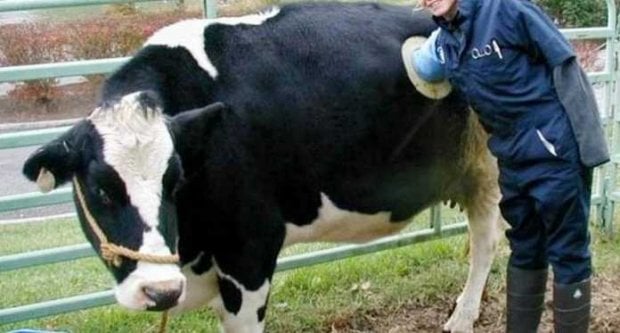 Nima uchun Shveysariyada sigirlarning biqinida teshiklar hosil qilinadi? (foto)