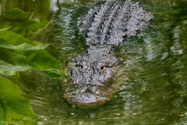 Jorjiyada uzunligi 4 metr boʻlgan alligator topildi (foto)
