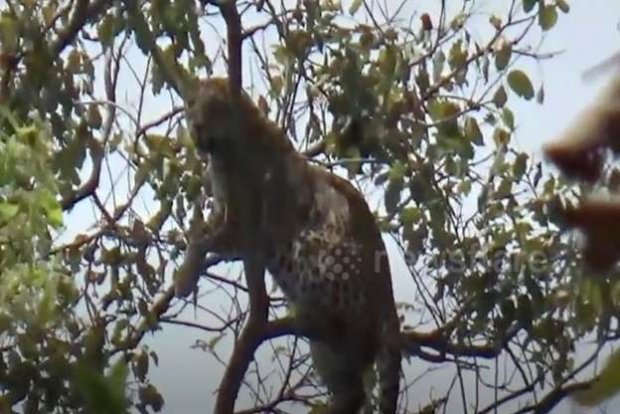 Ҳиндистонда маймунни қувлаётган леопард дарахтда қолиб кетди (видео)
