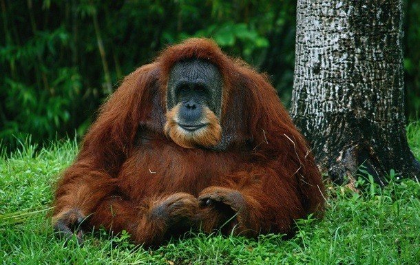 Indoneziyada orangutan 74 ta oʻq jarohatidan tirik qoldi
