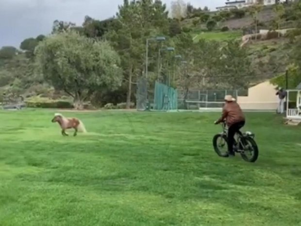Shvarsenegger velosipedda oʻzining ponisini badantarbiya qildirdi (video)