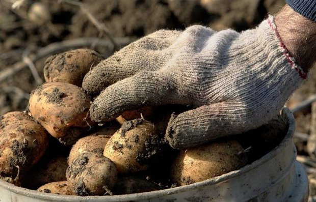 2019 йилги картошка ҳосили прогноз қилинди