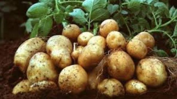 Ўзбекистонда бу йил салкам 1,5 млн тонна картошка етиштирилади