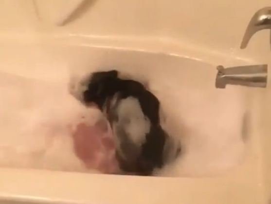Ванна қабул қилаётган кучукчанинг кулгули ҳаракатлари (видео)