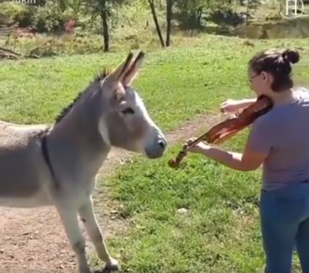 Қўшиқ айтаётган эшак ва бошқалар (видео)