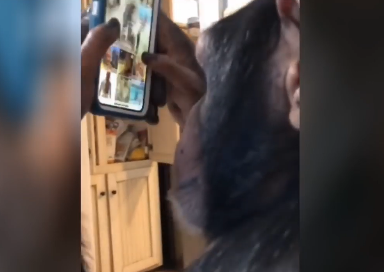 Shimpanze Instagramdan foydalanishni o‘rganib oldi (video)