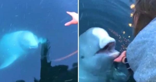 “Рус айғоқчи” кити сувга тушириб юборилган смартфонни эгасига қайтарди (видео)