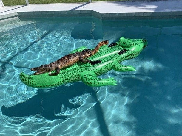 Internetning yangi yulduzi: Alligator ko‘rinishidagi matras ustiga yotib olgan alligator