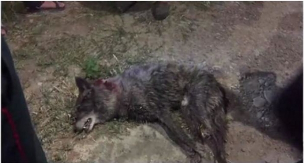 Toshkent ko‘chalarida bemalol yurgan yovvoyi bo‘ri otib o‘ldirildi (video)