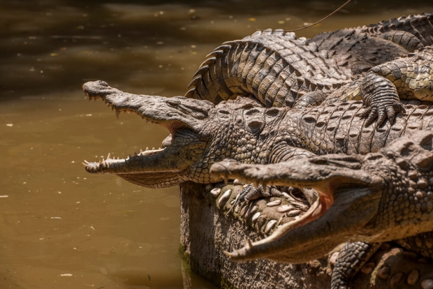 Floridada aligatorlar inson tanasini parchalab tashladi