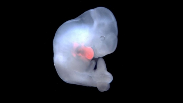 Японияда одам ҳужайларида ҳайвон эмбрионини етиштиришга рухсат берилди