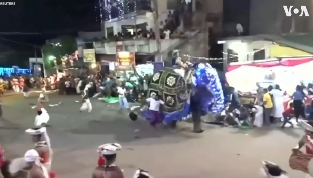 Шри-Ланкада фил одамларни ҳар томонга улоқтириб ташлади (видео)