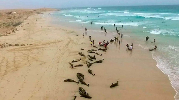 Африка ғарбида 200 га яқин дельфин ўзини пляжга отди