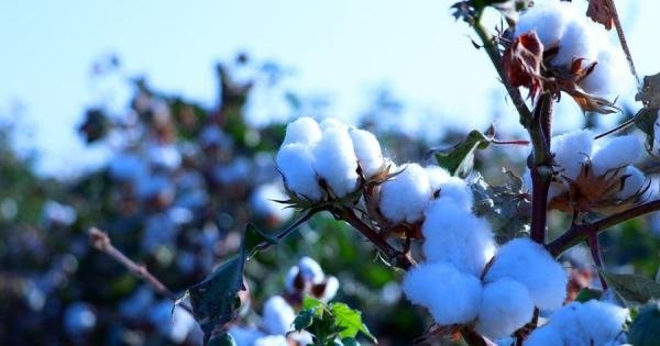 O‘zbekiston paxtasini eng ko‘p hajmda sotib oluvchi davlat ma’lum qilindi