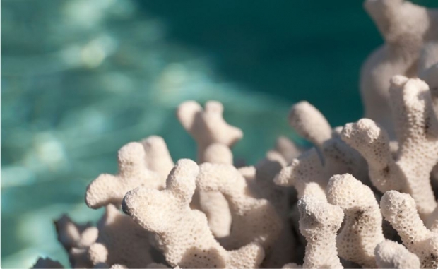 ССВ: «Беверли»нинг коралл кальцийси жуда қиммат, самарадорлиги эса дорихонадаги препаратлардан фарқ қилмайди