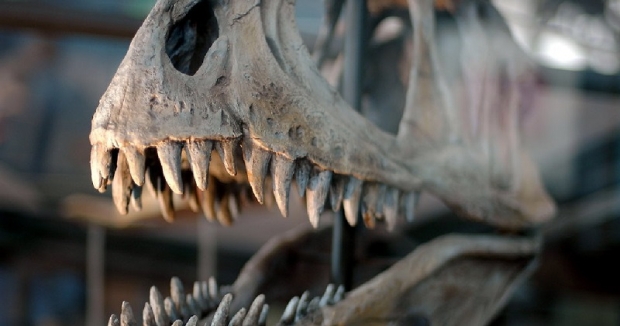 Таиландда динозаврларнинг янги турларининг қолдиқлари топилди