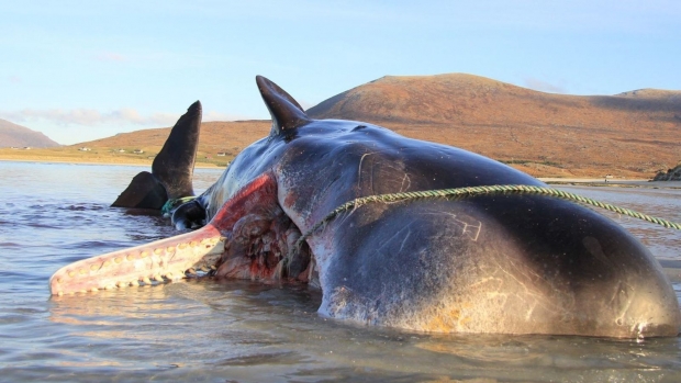 Ошқозонида 100 кг ахлат бўлган кит ўлик ҳолда топилган