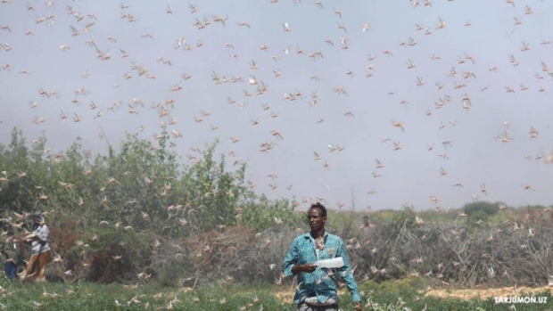Somalida chigirtkalar galasi ekinlarni yeb bitirmoqda