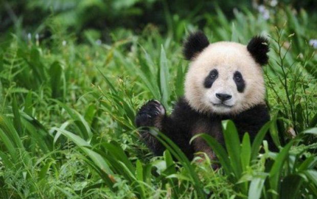 Xitoyda panda o‘ldirgan 10 kishi qo‘lga olindi
