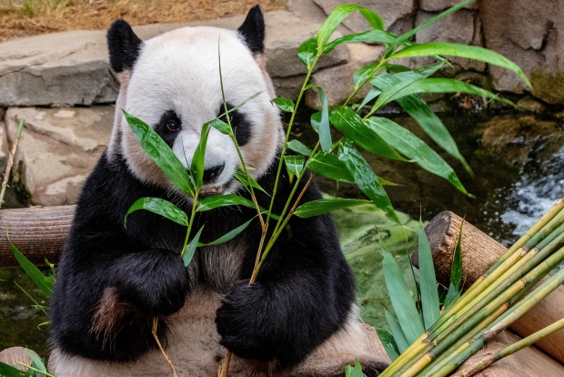 Panda haqidagi biz bilmagan maʼlumotlar