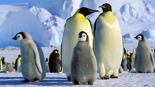 Антарктидада рекорд даражада юқори ҳарорат қайд этилди