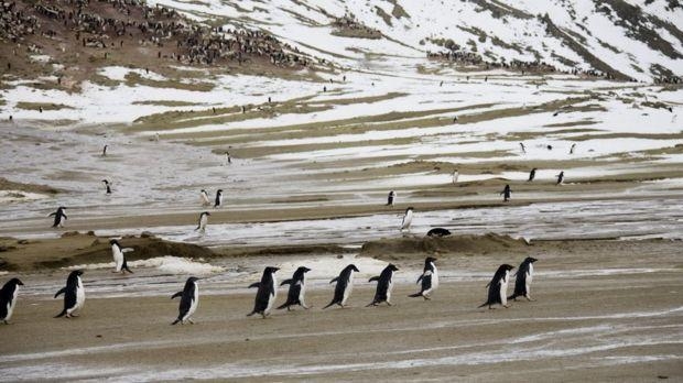 Antarktidada rekord darajadagi issiq harorat qayd etildi