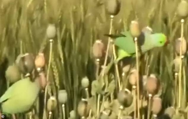 Ҳиндистонлик фермерлар ҳосилни еб қўяётган тўтиқушлардан шикоят қилмоқда (видео)