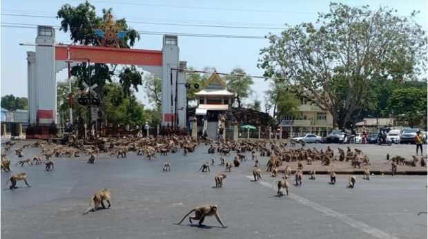 Оч қолган маймунлар Таиланд шаҳарларини ишғол этмоқда